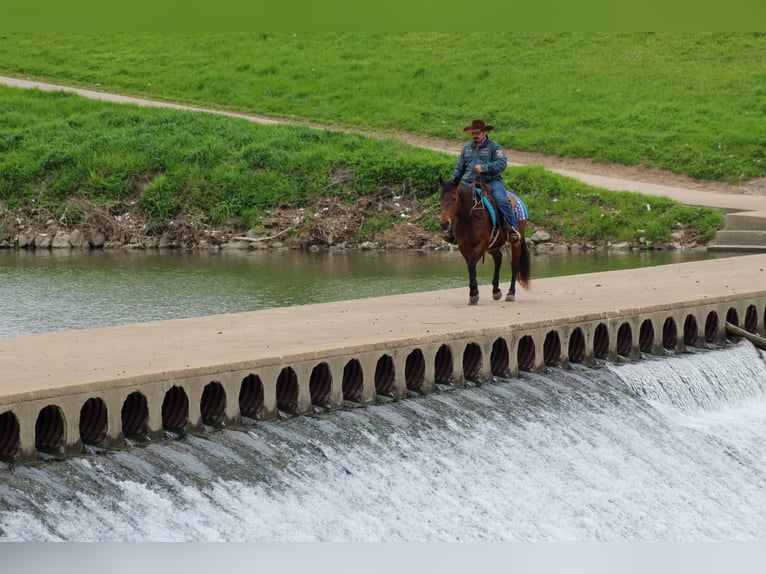 American Quarter Horse Wallach 8 Jahre 145 cm Rotbrauner in Stephenville tx