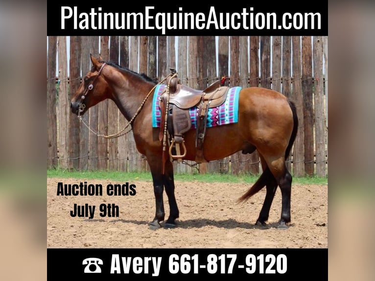 American Quarter Horse Wallach 8 Jahre 145 cm Rotbrauner in Stephenville tx