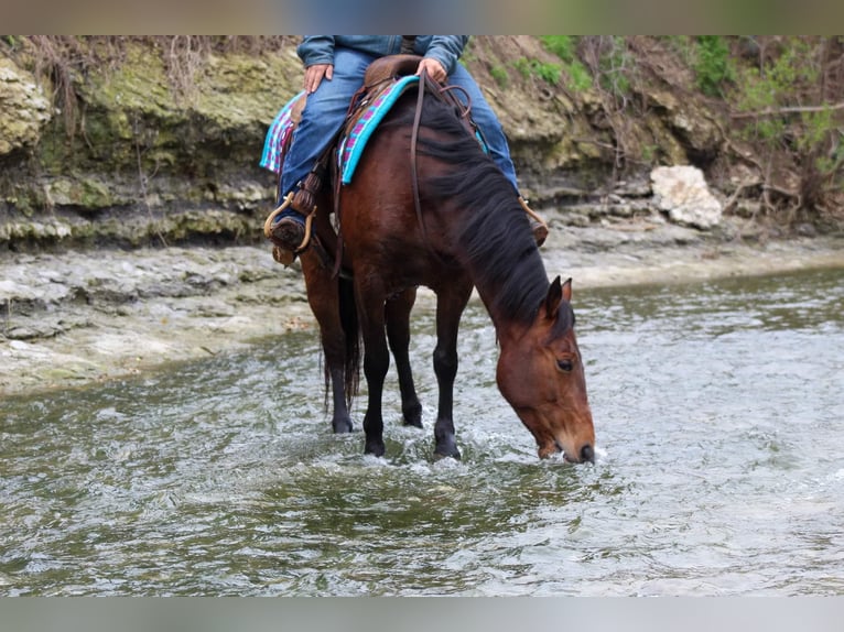 American Quarter Horse Wallach 8 Jahre 145 cm Rotbrauner in Stephenville tx