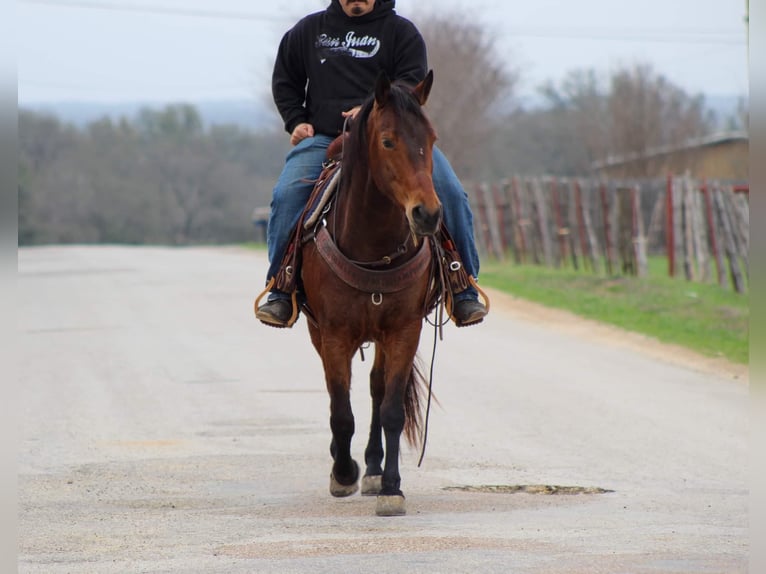 American Quarter Horse Wallach 8 Jahre 145 cm Rotbrauner in Stephenville tx