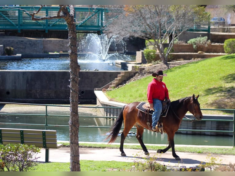 American Quarter Horse Wallach 8 Jahre 145 cm Rotbrauner in Stephenville tx