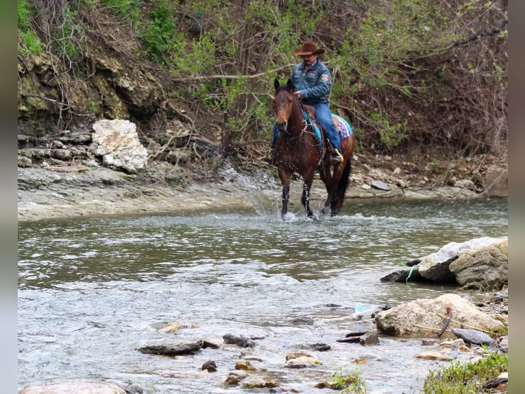 American Quarter Horse Wallach 8 Jahre 145 cm Rotbrauner in Stephenville tx