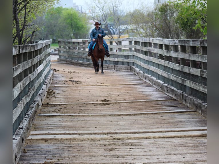American Quarter Horse Wallach 8 Jahre 145 cm Rotbrauner in Stephenville tx