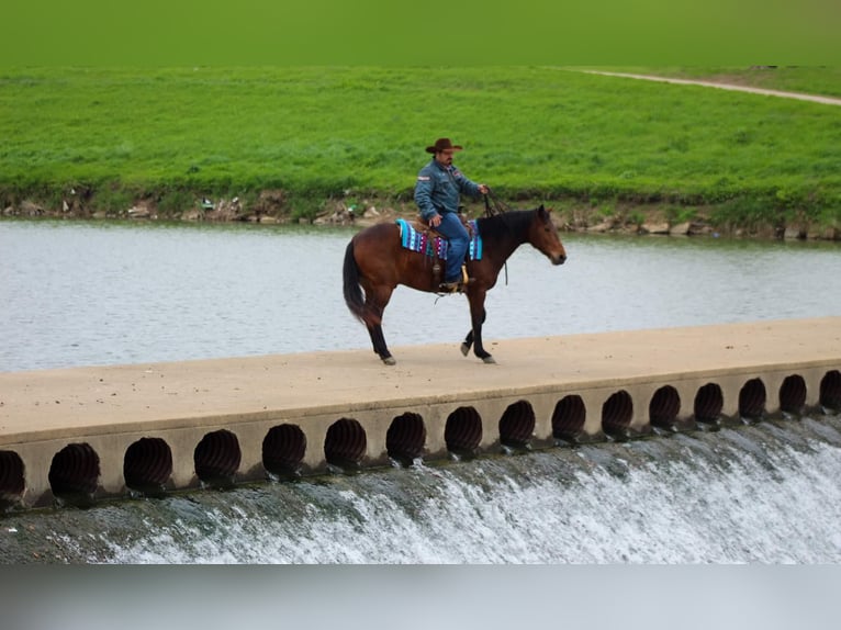 American Quarter Horse Wallach 8 Jahre 145 cm Rotbrauner in Stephenville tx