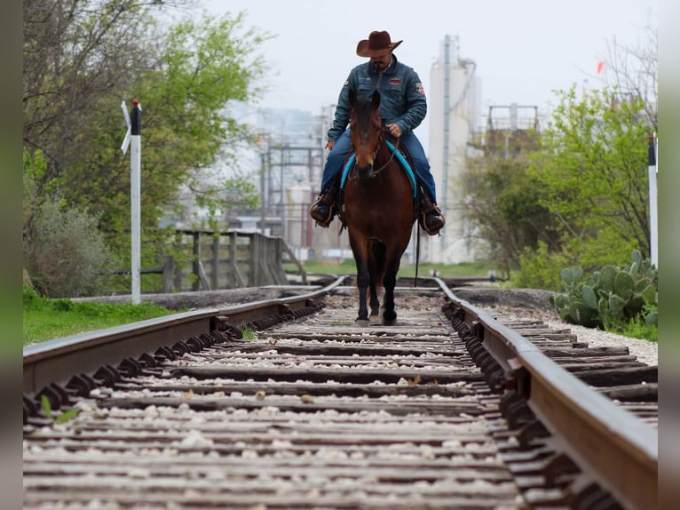 American Quarter Horse Wallach 8 Jahre 145 cm Rotbrauner in Stephenville tx