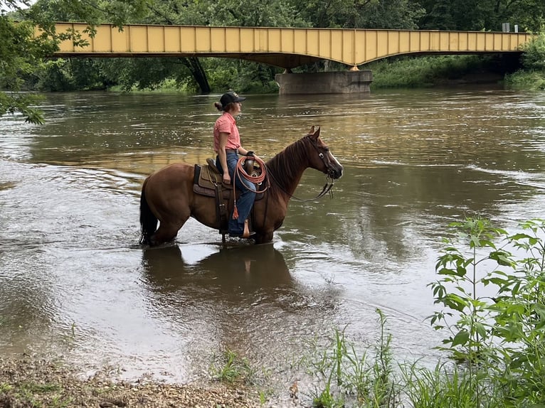 American Quarter Horse Wallach 8 Jahre 145 cm Rotfuchs in Lisbon, IA