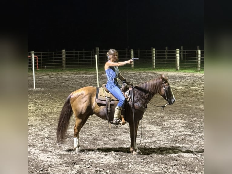 American Quarter Horse Wallach 8 Jahre 145 cm Rotfuchs in Lisbon, IA