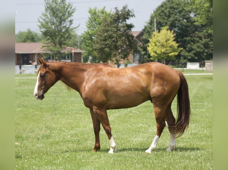 American Quarter Horse Wallach 8 Jahre 145 cm Rotfuchs in Lisbon, IA