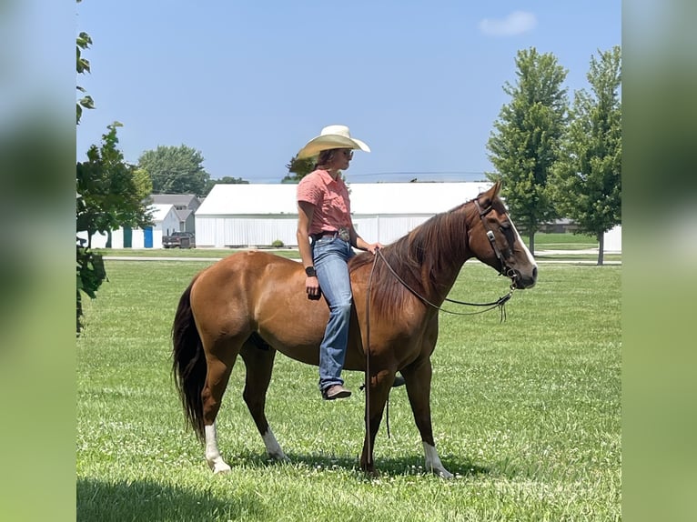 American Quarter Horse Wallach 8 Jahre 145 cm Rotfuchs in Lisbon, IA