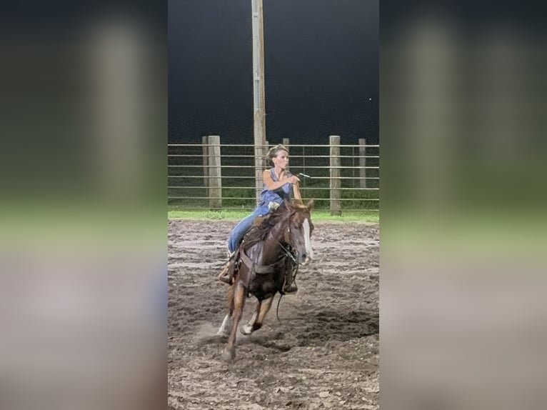 American Quarter Horse Wallach 8 Jahre 145 cm Rotfuchs in Lisbon, IA