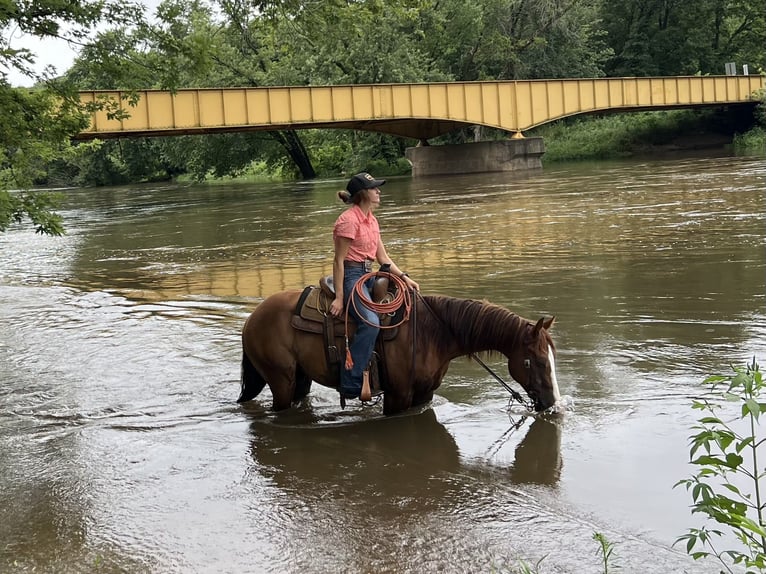 American Quarter Horse Wallach 8 Jahre 145 cm Rotfuchs in Lisbon, IA