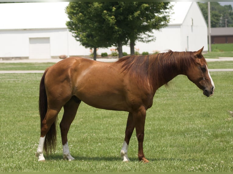American Quarter Horse Wallach 8 Jahre 145 cm Rotfuchs in Lisbon, IA