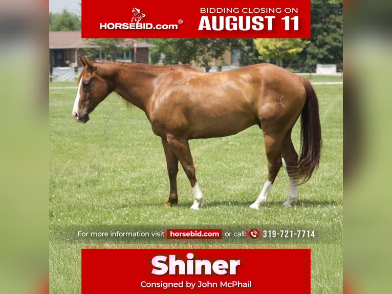 American Quarter Horse Wallach 8 Jahre 145 cm Rotfuchs in Lisbon, IA