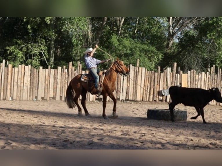 American Quarter Horse Wallach 8 Jahre 145 cm Rotfuchs in Camp Verde AZ
