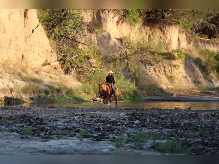 American Quarter Horse Wallach 8 Jahre 145 cm Rotfuchs in Weatherford TX