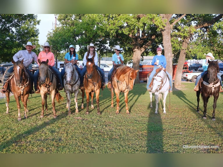 American Quarter Horse Wallach 8 Jahre 145 cm Schimmel in Weatherford TX