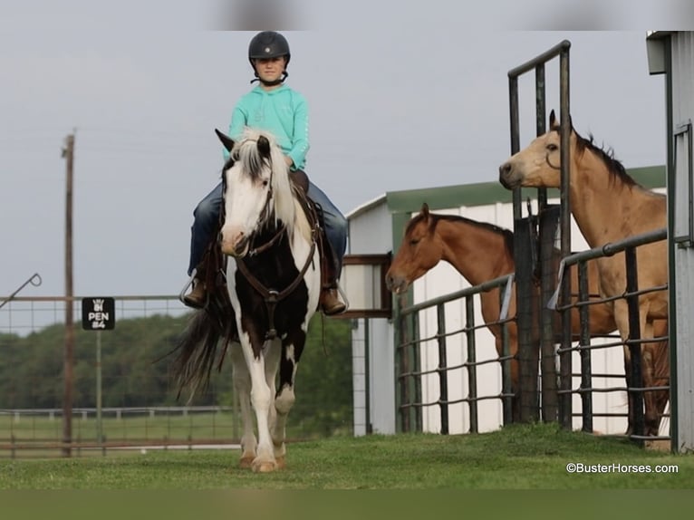 American Quarter Horse Wallach 8 Jahre 145 cm Tobiano-alle-Farben in Weatherford TX