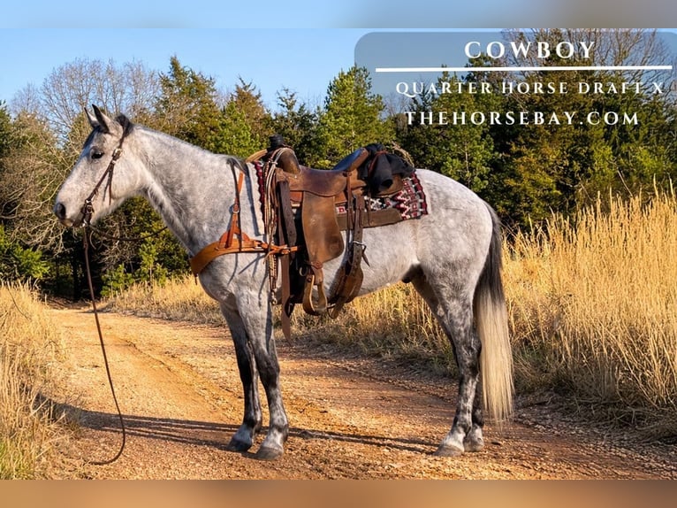 American Quarter Horse Mix Wallach 8 Jahre 147 cm Apfelschimmel in Willow Springs, MO
