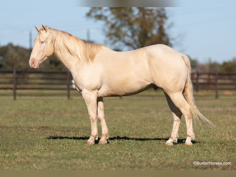 American Quarter Horse Wallach 8 Jahre 147 cm Cremello in Weatherford TX