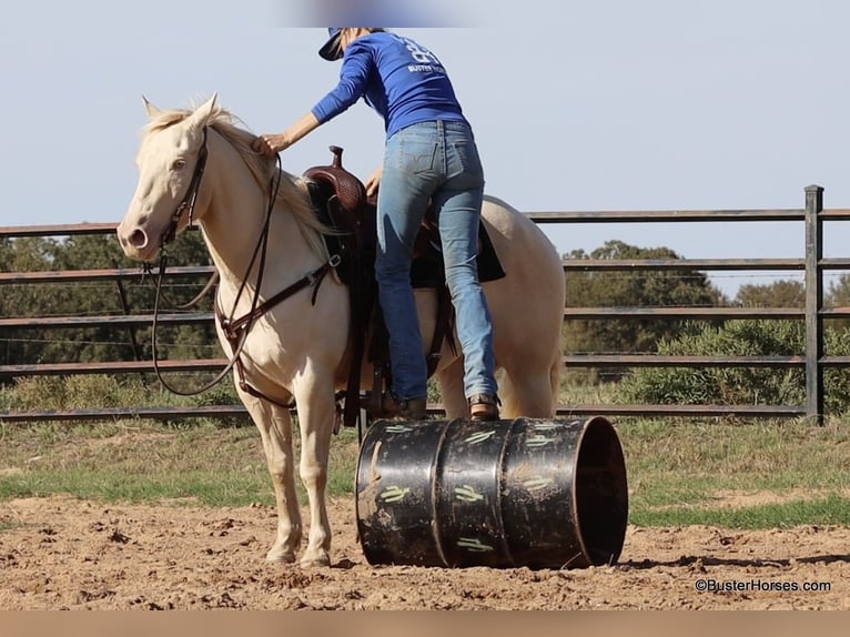 American Quarter Horse Wallach 8 Jahre 147 cm Cremello in Weatherford TX