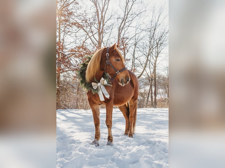 American Quarter Horse Mix Wallach 8 Jahre 147 cm Dunkelfuchs in Howell