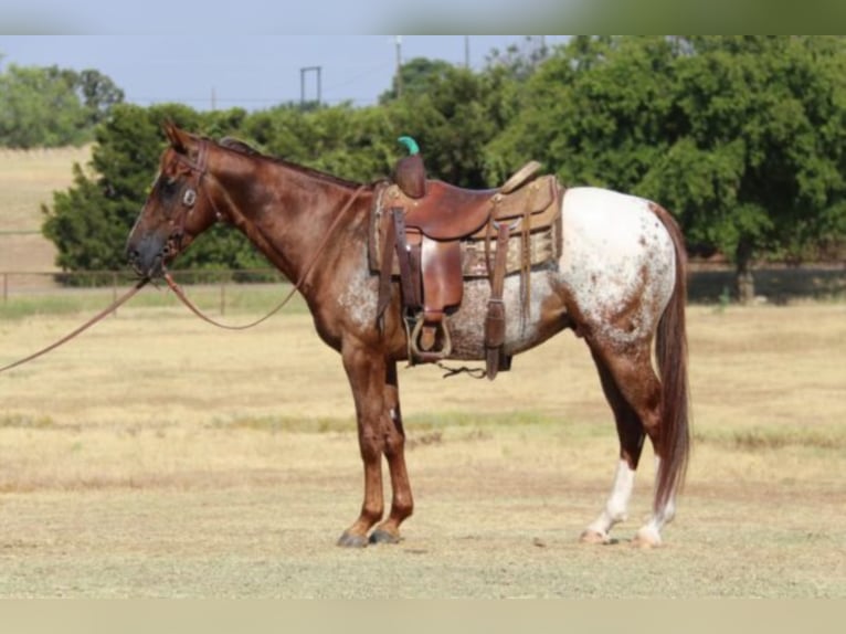 American Quarter Horse Wallach 8 Jahre 147 cm Dunkelfuchs in Gainesville TX