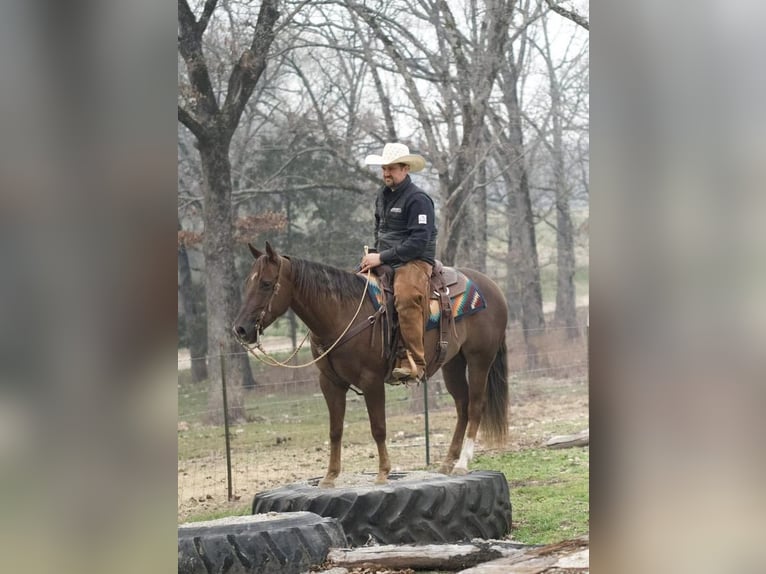 American Quarter Horse Wallach 8 Jahre 147 cm Dunkelfuchs in Buffalo, MO