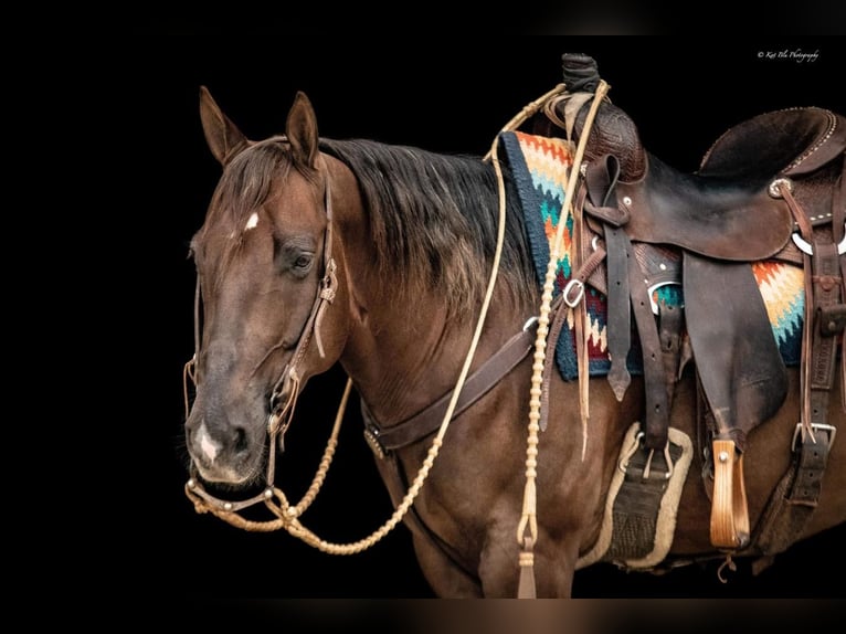American Quarter Horse Wallach 8 Jahre 147 cm Dunkelfuchs in Buffalo, MO