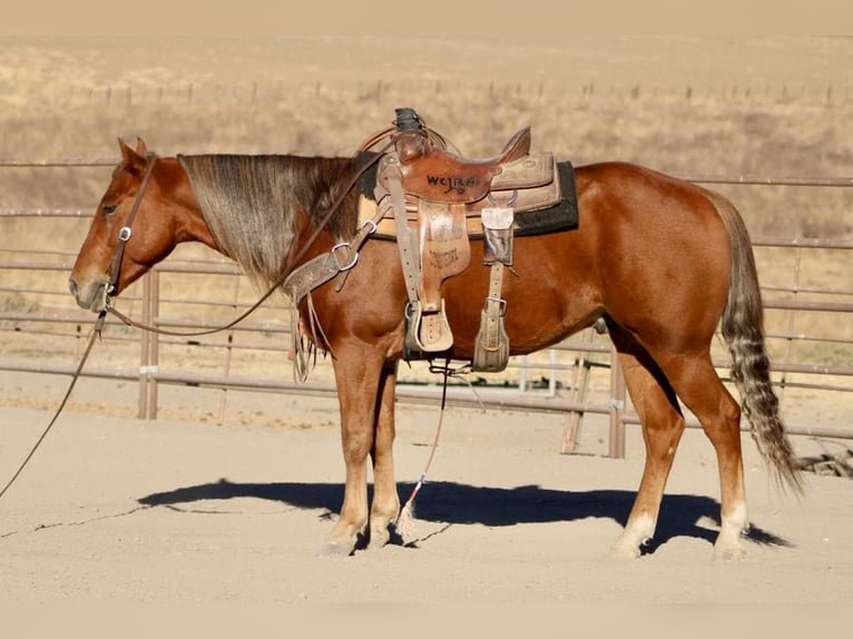 American Quarter Horse Wallach 8 Jahre 147 cm Dunkelfuchs in Paicines CA