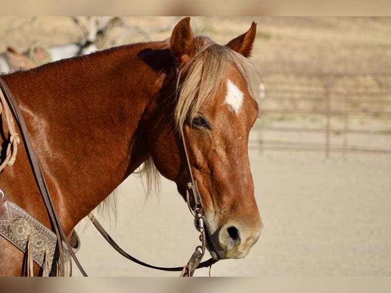 American Quarter Horse Wallach 8 Jahre 147 cm Dunkelfuchs in Paicines CA