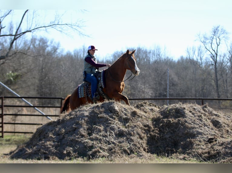 American Quarter Horse Wallach 8 Jahre 147 cm Dunkelfuchs in Athens