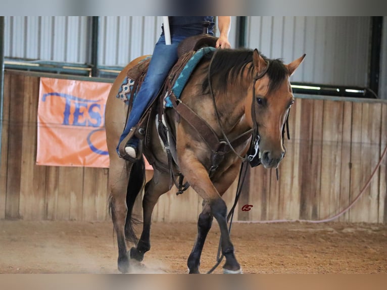 American Quarter Horse Wallach 8 Jahre 147 cm Falbe in Jacksboro TX