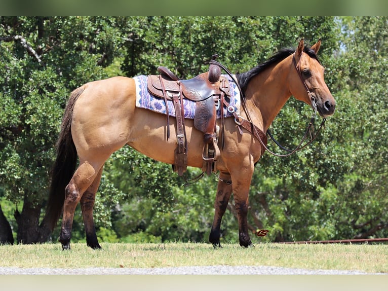 American Quarter Horse Wallach 8 Jahre 147 cm Falbe in Jacksboro TX