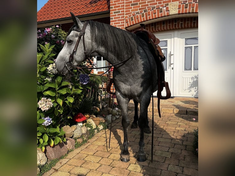 American Quarter Horse Wallach 8 Jahre 147 cm in Haren