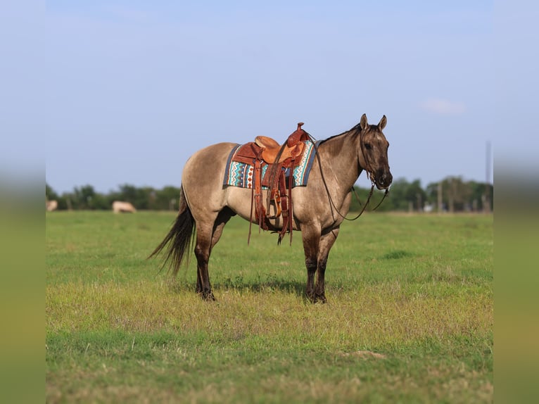 American Quarter Horse Wallach 8 Jahre 147 cm Grullo in Mount Vernon, TX