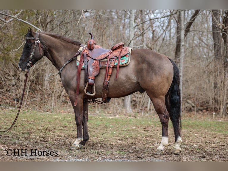 American Quarter Horse Wallach 8 Jahre 147 cm Grullo in Flemingsburg KY