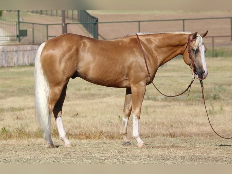 American Quarter Horse Mix Wallach 8 Jahre 147 cm Palomino in Pilot Point, TX