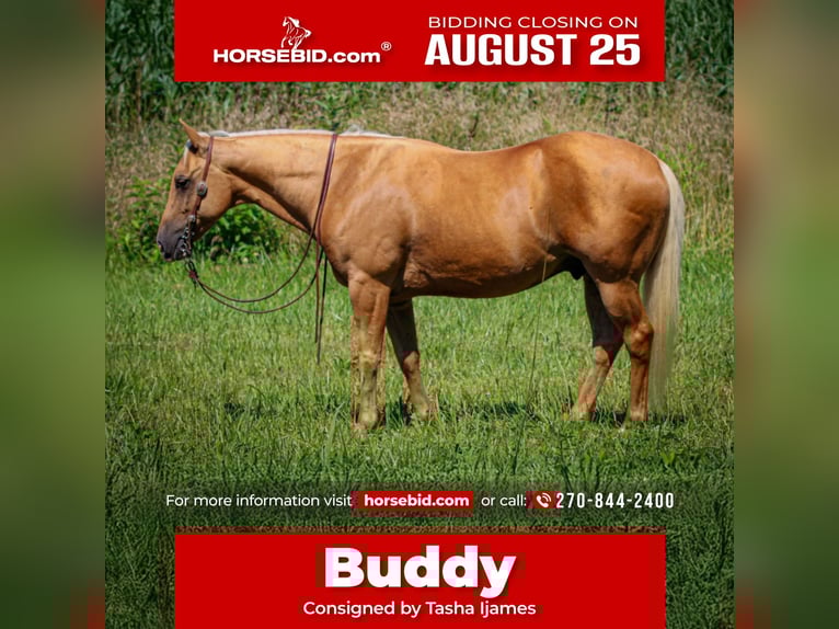 American Quarter Horse Wallach 8 Jahre 147 cm Palomino in Henderson