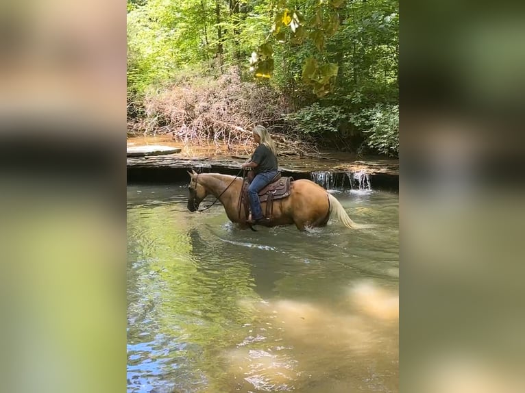 American Quarter Horse Wallach 8 Jahre 147 cm Palomino in Henderson