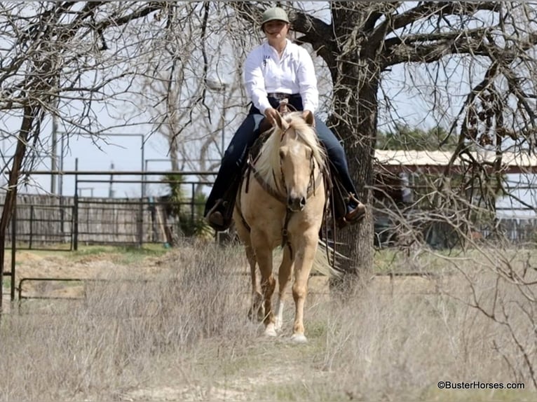American Quarter Horse Wallach 8 Jahre 147 cm Palomino in Weatherford TX