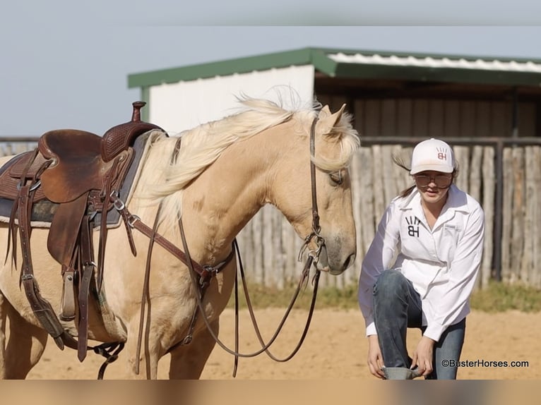 American Quarter Horse Wallach 8 Jahre 147 cm Palomino in Weatherford TX