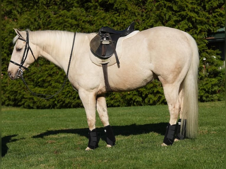 American Quarter Horse Wallach 8 Jahre 147 cm Palomino in Millerstown, PA