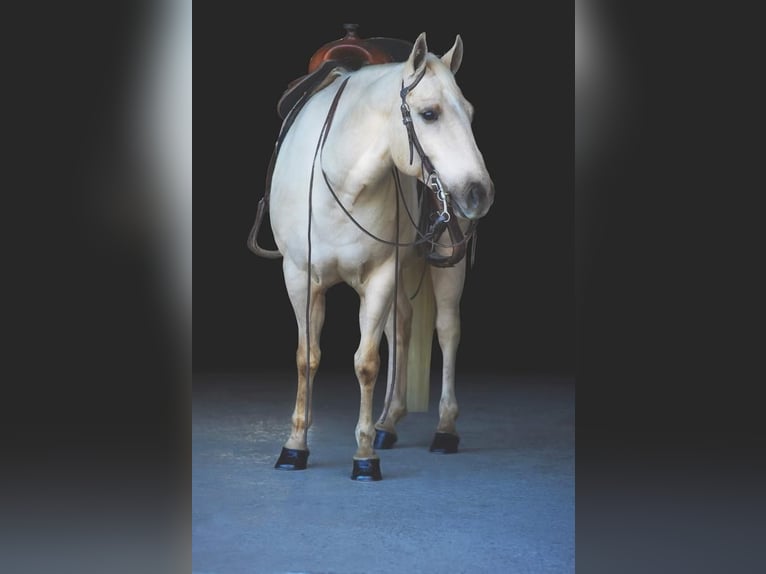 American Quarter Horse Wallach 8 Jahre 147 cm Palomino in Millerstown, PA