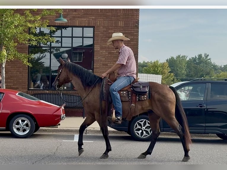 American Quarter Horse Wallach 8 Jahre 147 cm Roan-Bay in Cannon Falls