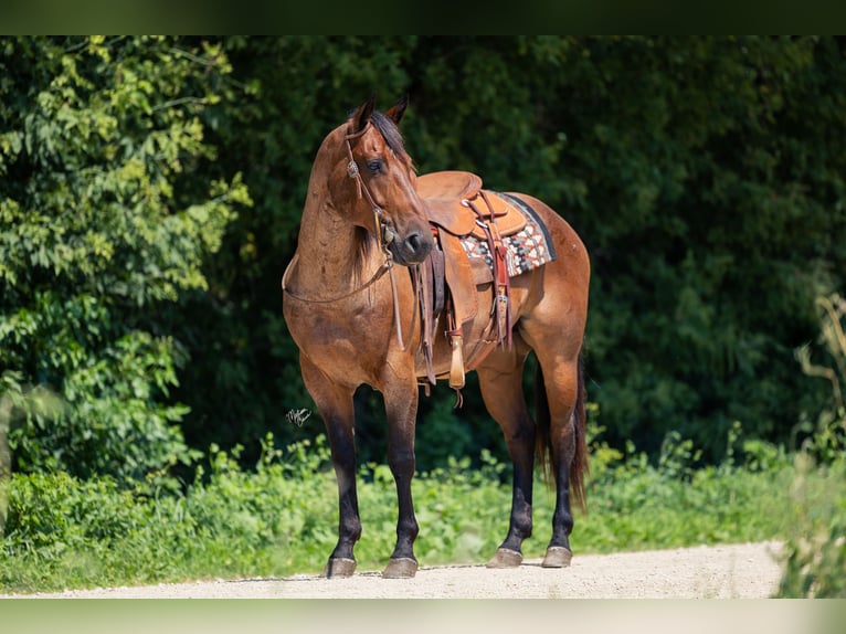 American Quarter Horse Wallach 8 Jahre 147 cm Roan-Bay in Cannon Falls