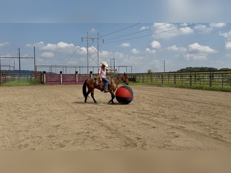 American Quarter Horse Wallach 8 Jahre 147 cm Roan-Bay in Cannon Falls