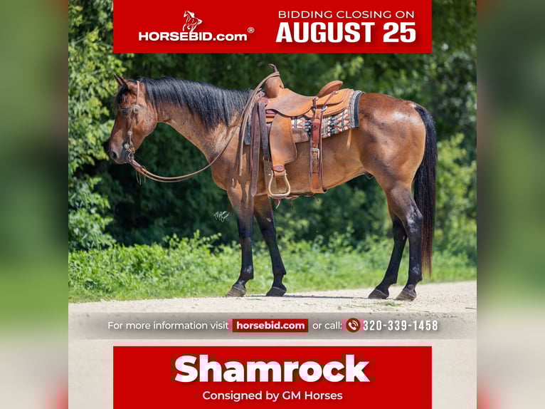 American Quarter Horse Wallach 8 Jahre 147 cm Roan-Bay in Cannon Falls