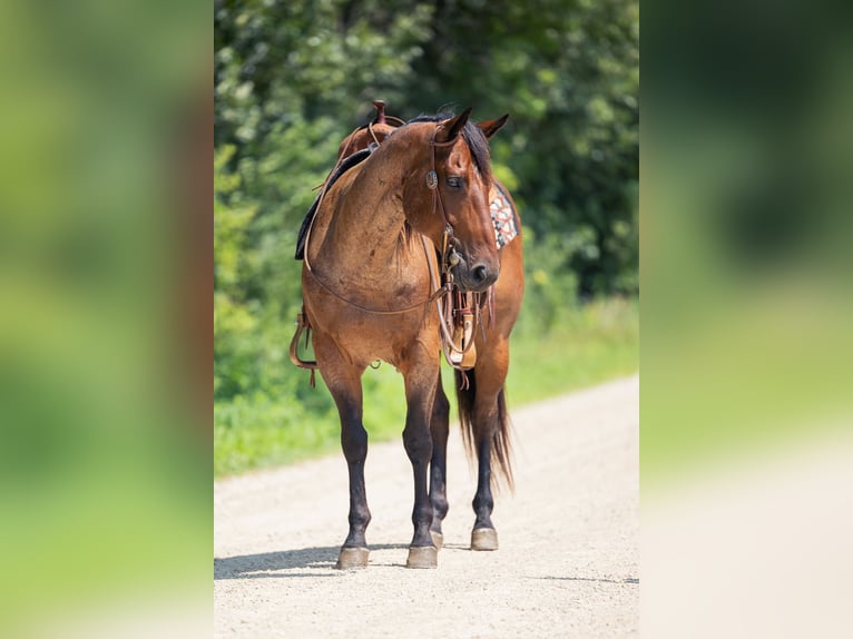 American Quarter Horse Wallach 8 Jahre 147 cm Roan-Bay in Cannon Falls