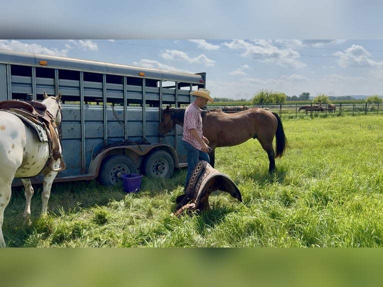 American Quarter Horse Wallach 8 Jahre 147 cm Roan-Bay in Cannon Falls