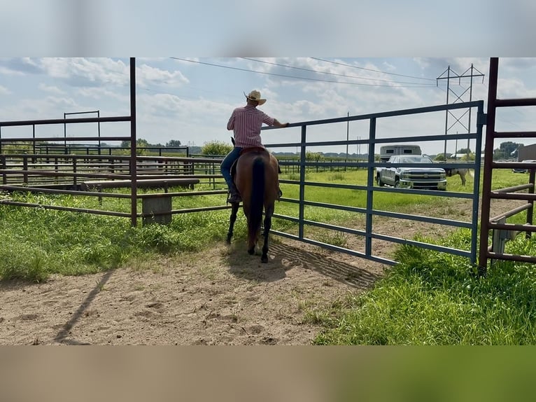 American Quarter Horse Wallach 8 Jahre 147 cm Roan-Bay in Cannon Falls
